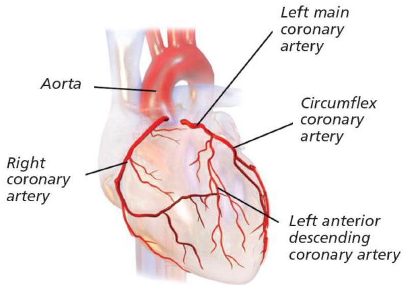 The Coronary Arteries.jpg